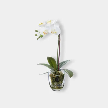 Орхидея Фаленопсис белая куст 40 см 1 ветвь