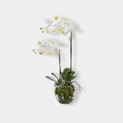 Орхидея Фаленопсис белая куст 60 см 2 ветви