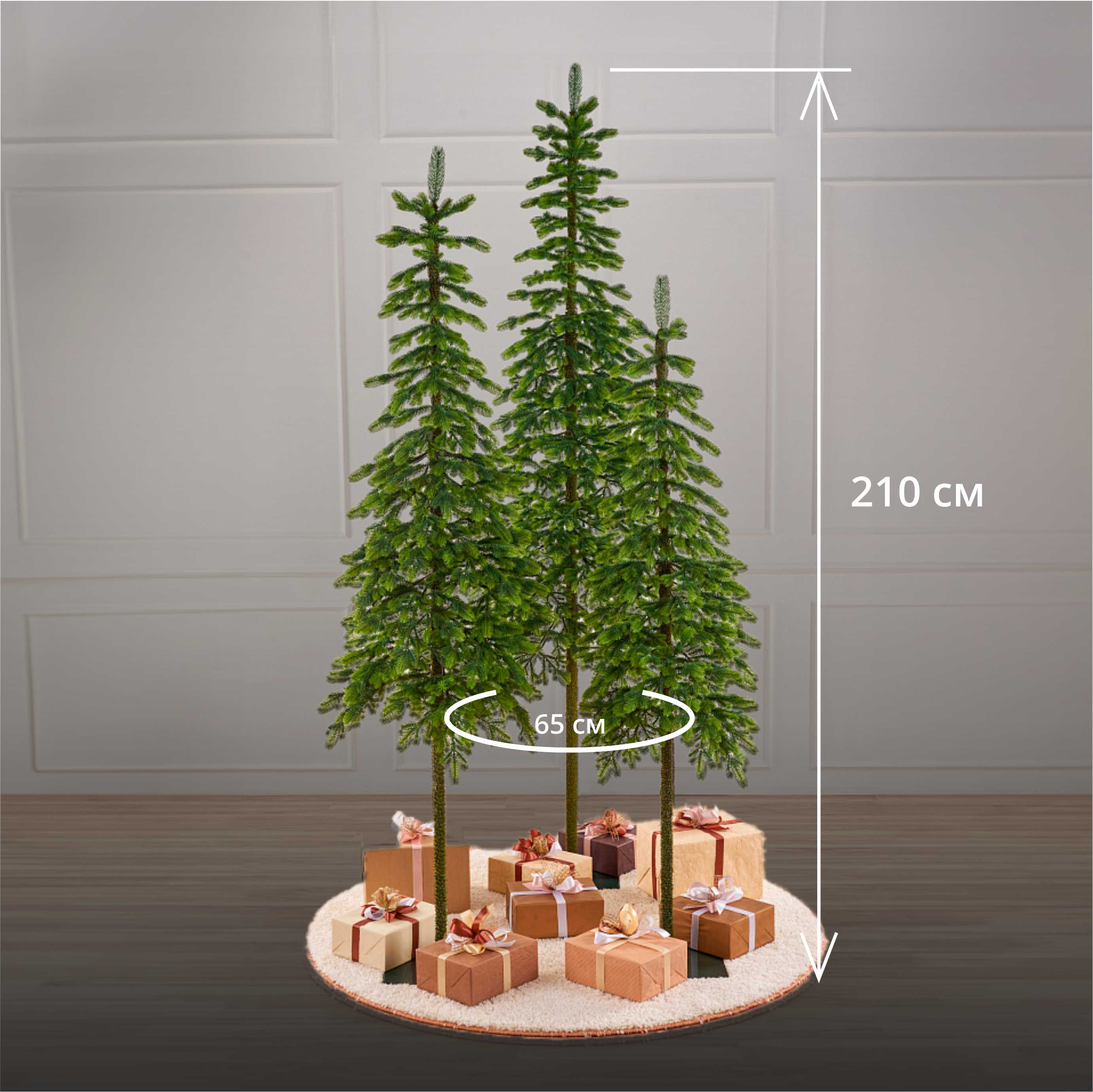 картинка Ель КОРОЛЕВА ТЯНЬ ШАНЯ 2.5 м.