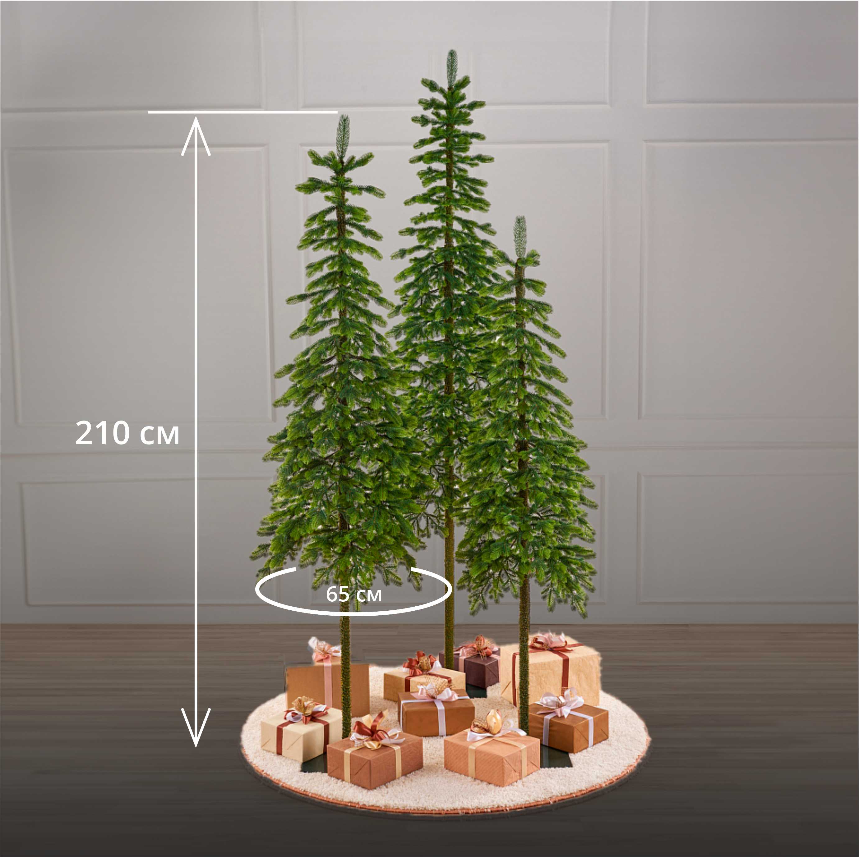 Ель КОРОЛЕВА ТЯНЬ ШАНЯ 2.1 м.