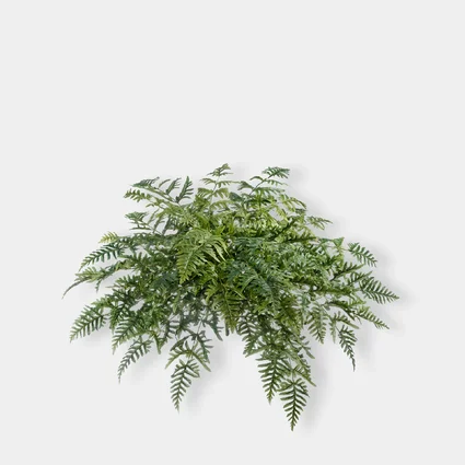 Папоротник Athyrium