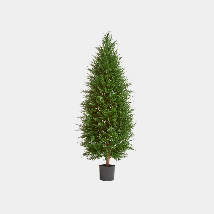 картинка Кипарис Тауэр Элегант уличный