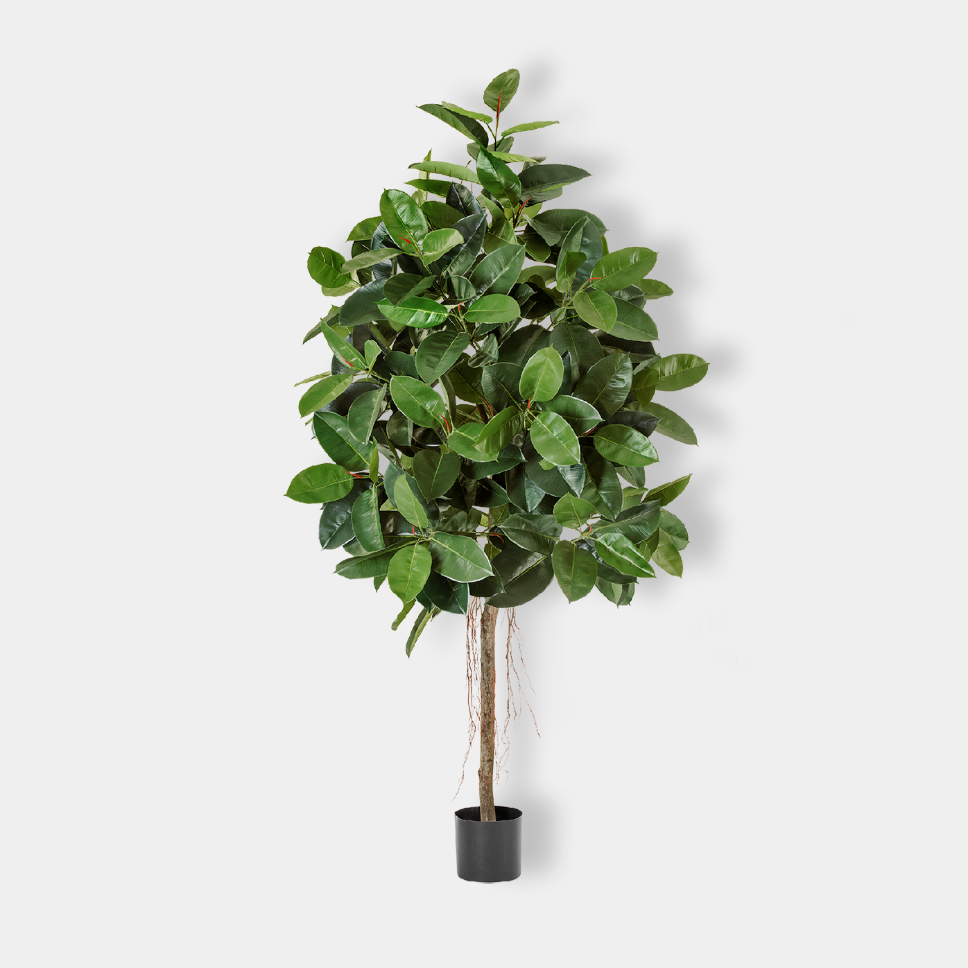 картинка Фикус Эластика Зеленый