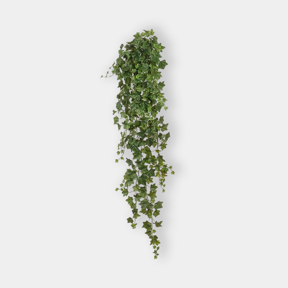 картинка Английский плющ Биг Олд Тэмпл крупнолистный