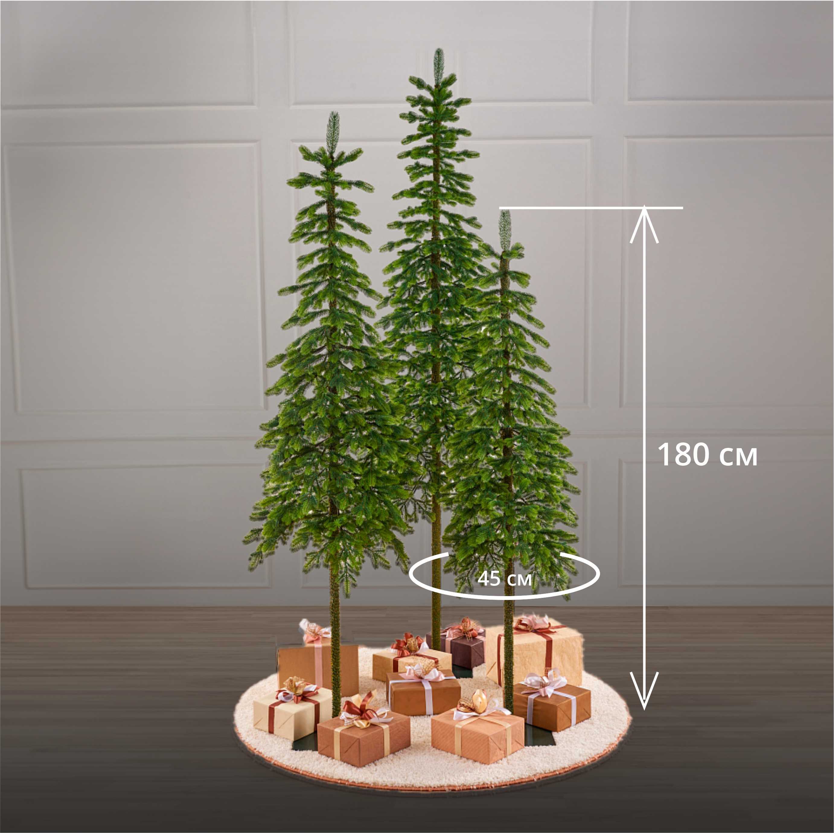 картинка Ель КОРОЛЕВА ТЯНЬ ШАНЯ 1.8 м.